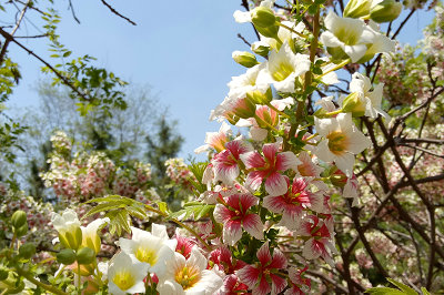 北京大學(xué)在職研究生 北京大學(xué)在職研究生